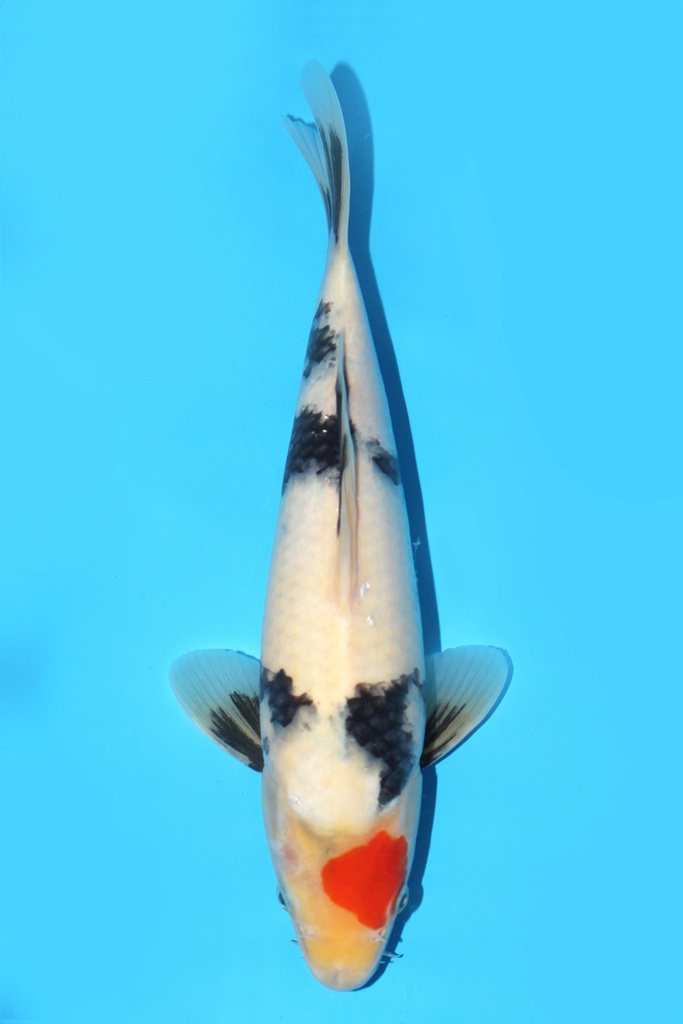 大日产 丹顶昭和 当才 31cm 公母不明 343070