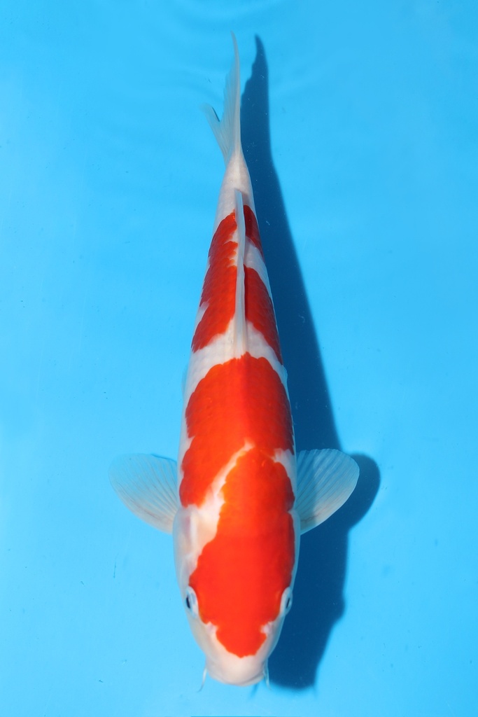 大石产 红白 二才 30cm 雄性 343072