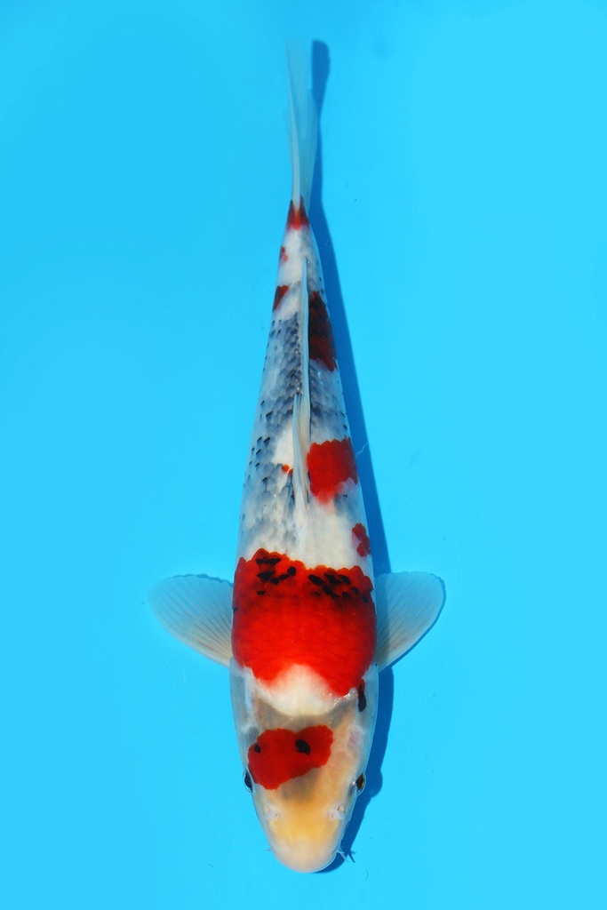 大日产 昭和 当才 30cm 公母不明 343050