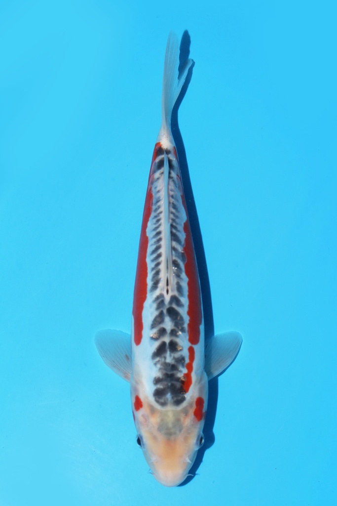 田中产 秋翠 大当才 29cm 雌性 343096