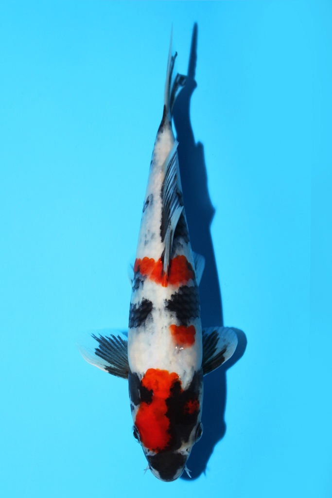 谷口产 昭和 当才 23cm 公母不明 343098