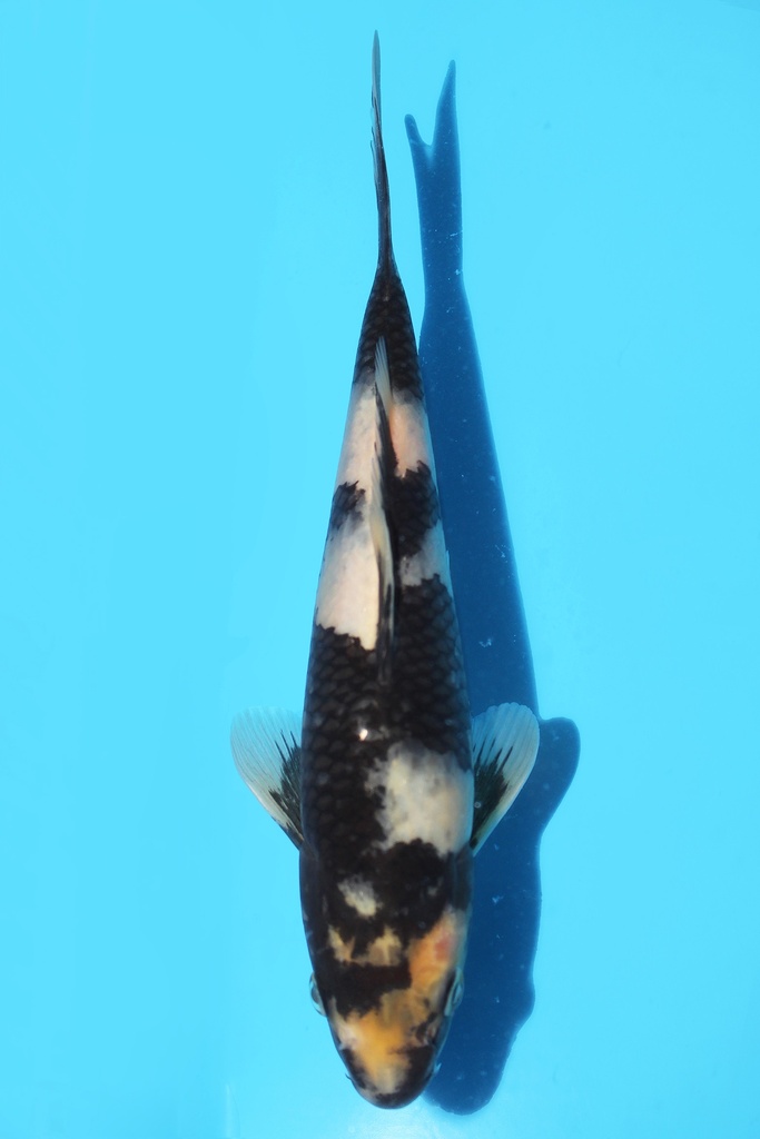 尾形产 白写 当才20cm 公母不明 343100