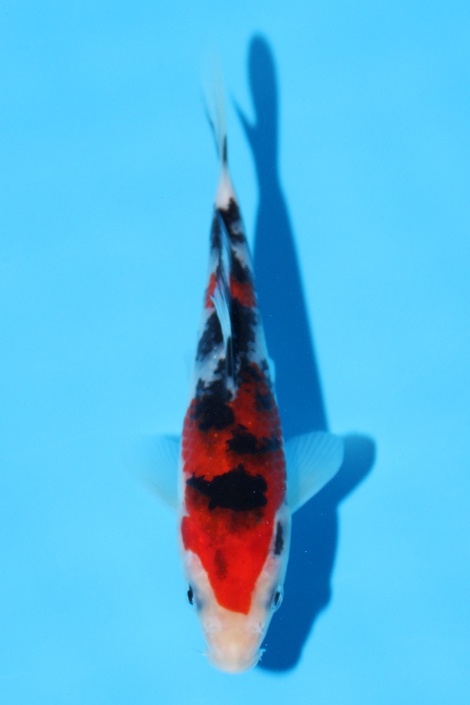 阪井产 大正 当才 13cm 公母不明 343086