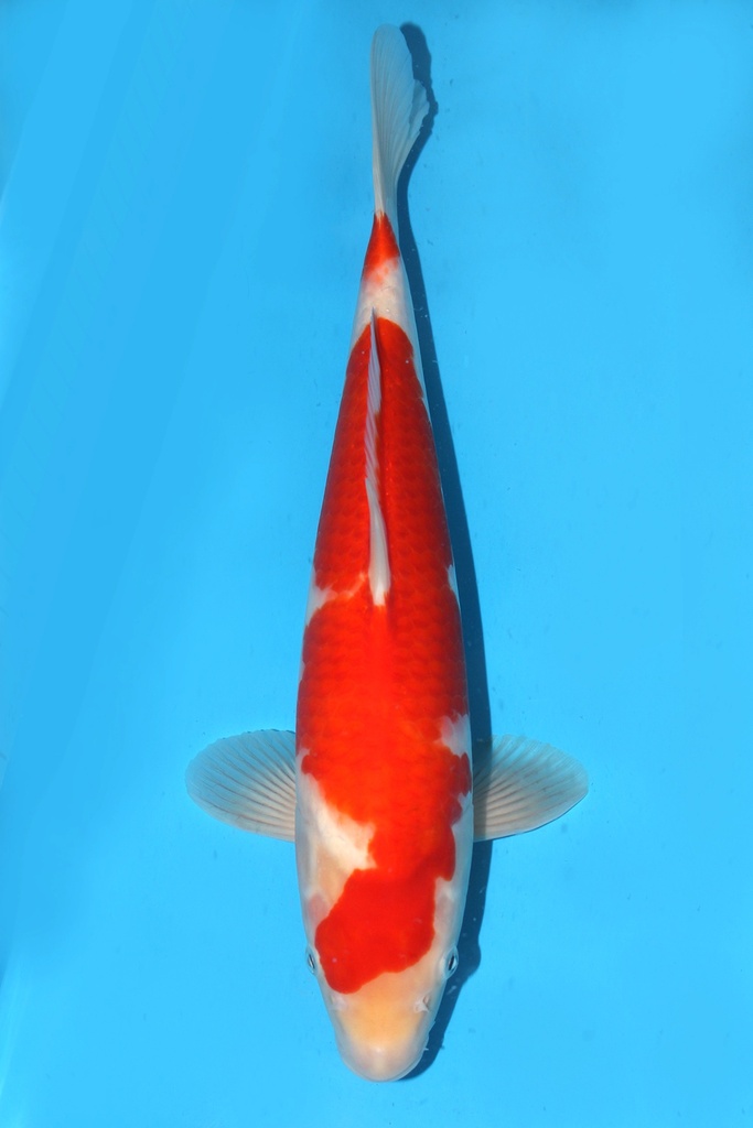 大日产 红白 当才 37cm 雌性 343088