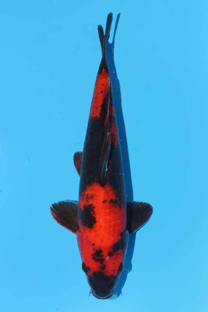 篠田产 绯写 二才 31cm 雄性 343091