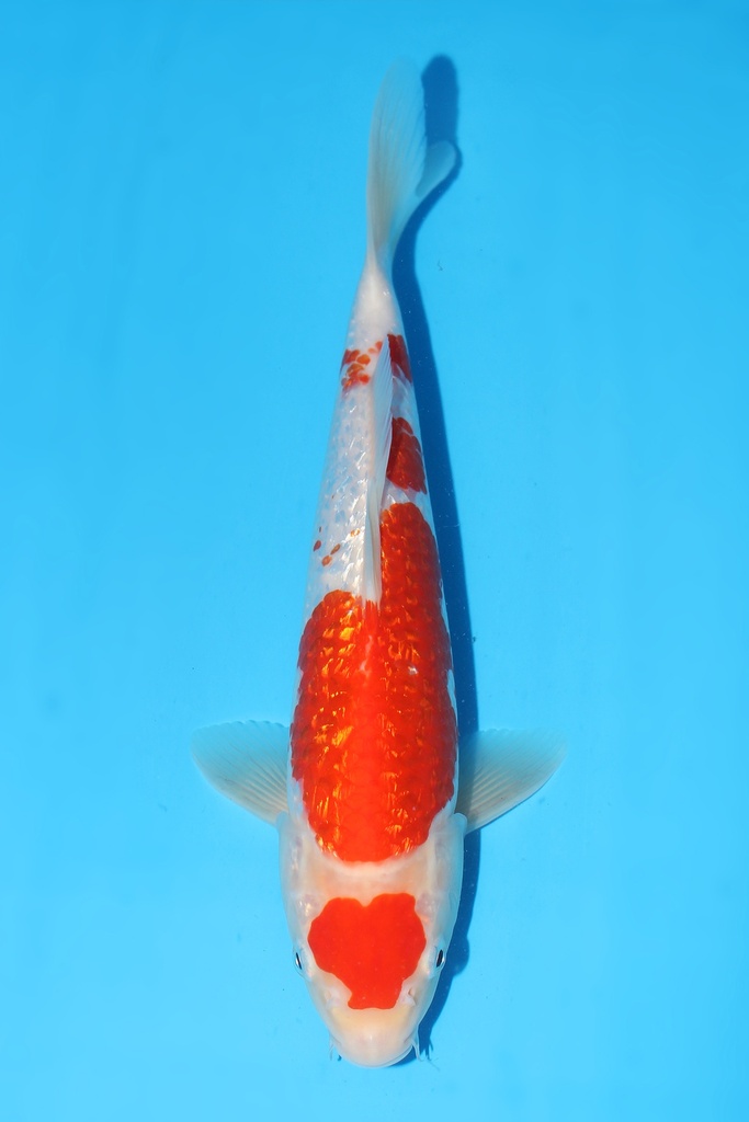 大石产 银鳞红白 二才 31cm 雄性 343092