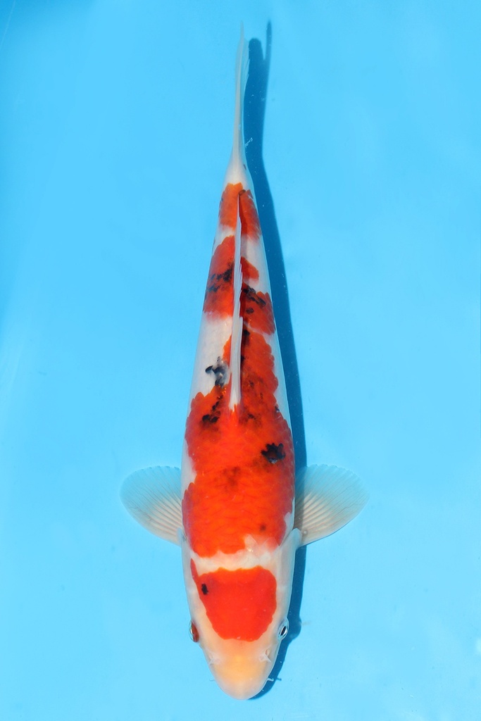 桃太郎产 大正 当才 30cm 公母不明 343095