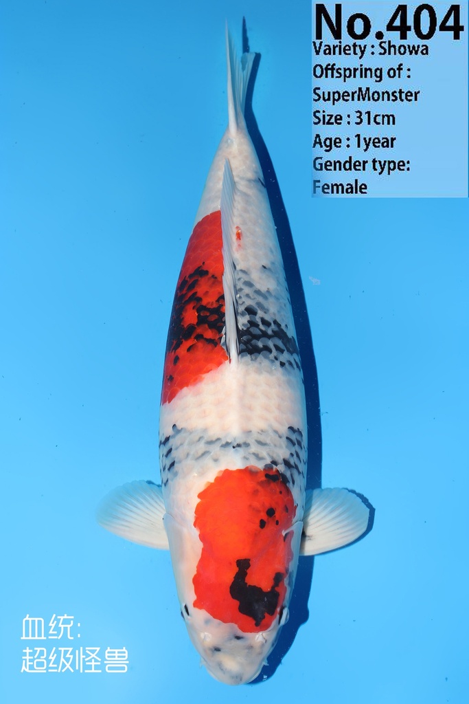 大日产 昭和 四才  71cm 雌性 344002