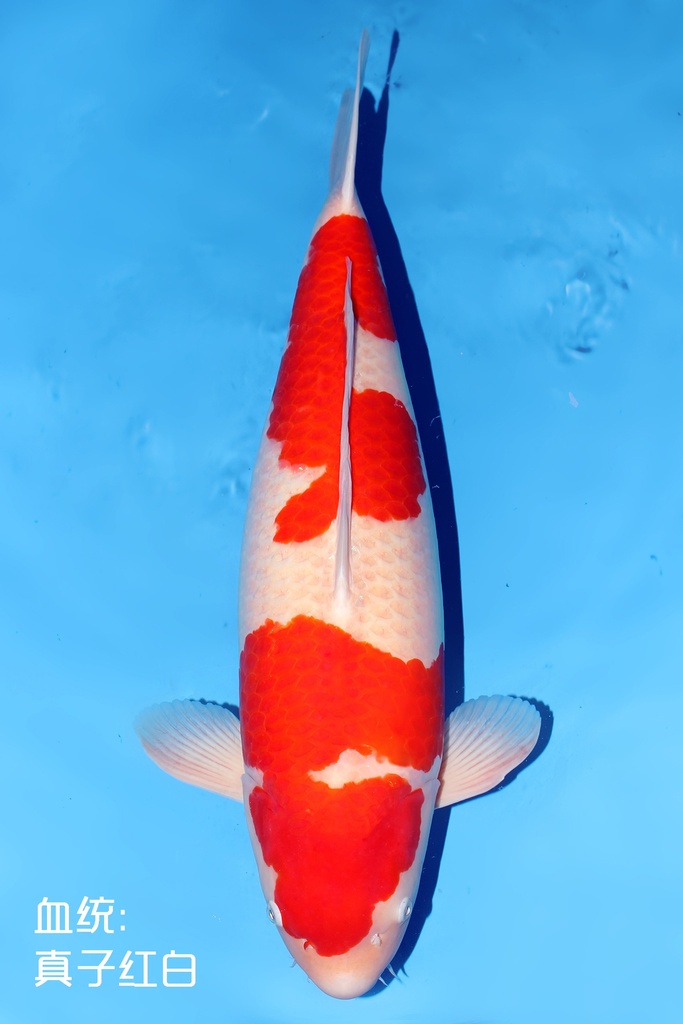 桃太郎产 红白 四才 72cm 雌性  344003