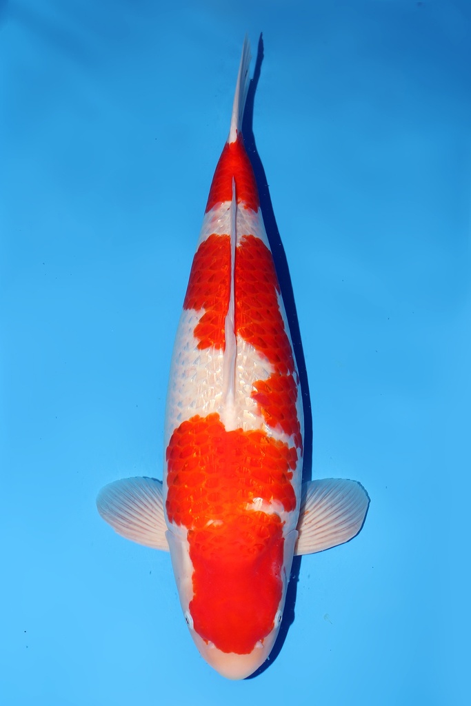 大日产 银鳞红白 四才 73cm 雌性 344011