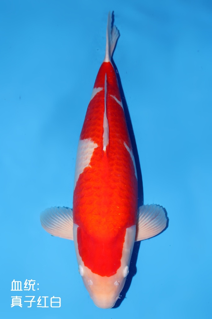 桃太郎产 红白 四才  70cm 雌性 344012