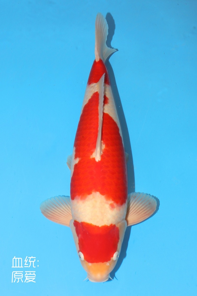 阪井产 红白 三才 61cm 雌性 344013