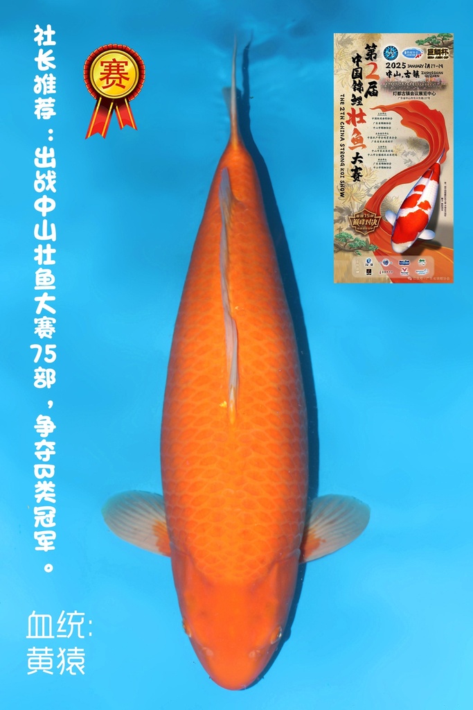 大日产 黄猿介子鲤 三才  75cm 雌性 344014