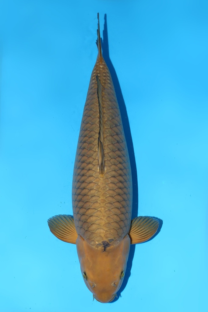 诚太郎产 茶鲤 三才 70cm 雌性 344016