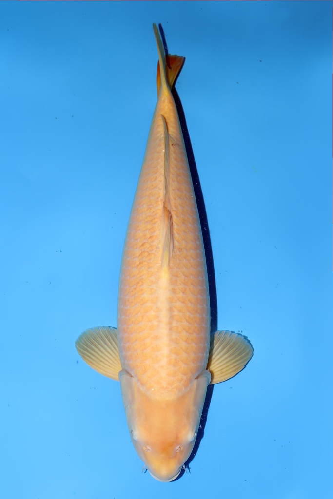 小西产 介子鲤 二才  65cm 雌性 344014