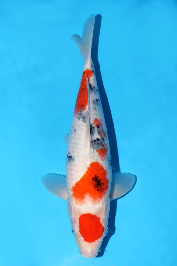 阪井产 大正 二才 39cm 雌性 344026