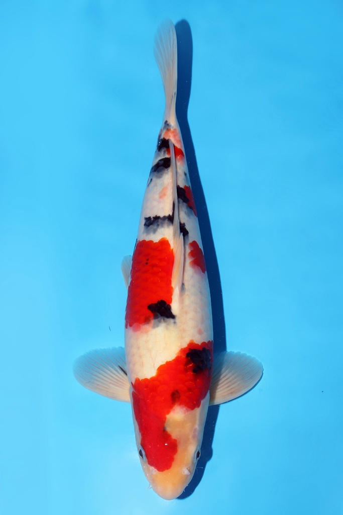 谷养产 大正 二才 38cm 雌性 344032