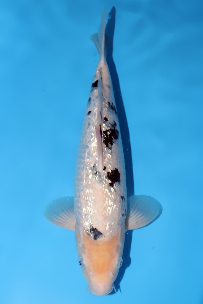 别府产 银鳞别甲 二才 37cm 雌性 344033