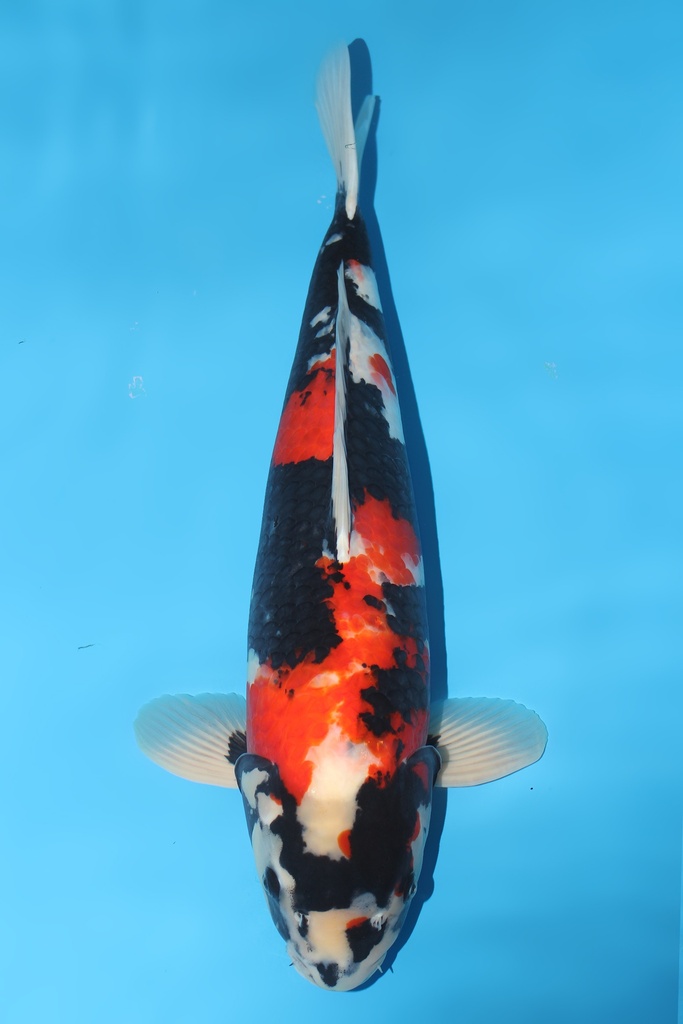 大日产 昭和 三才 60cm 雌性 344034