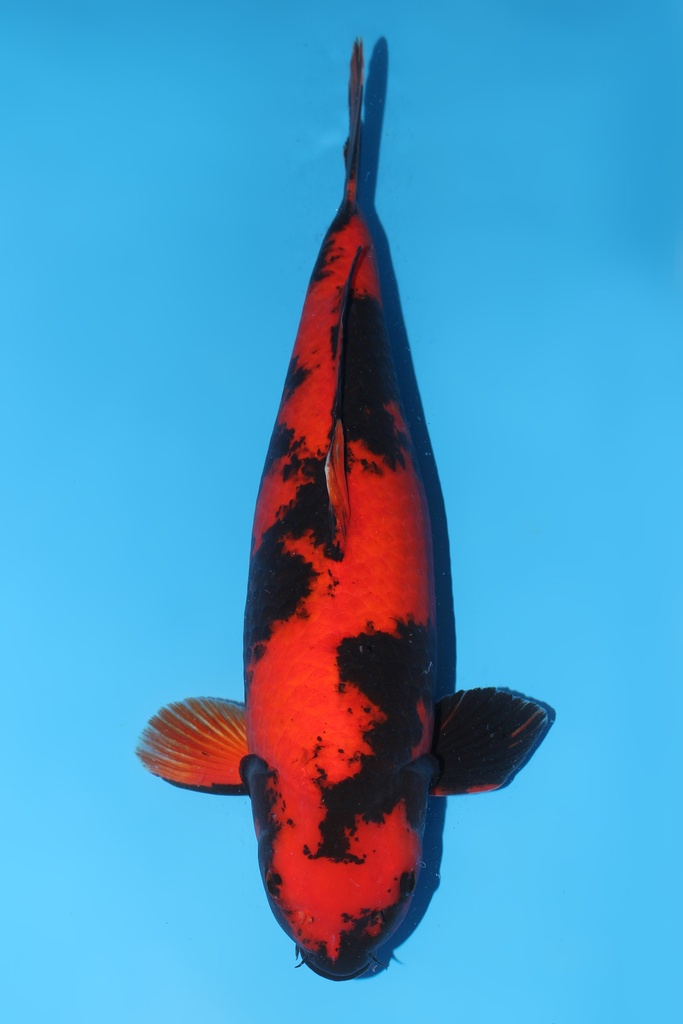 篠田产 绯写 三才 59cm 雌性 344029