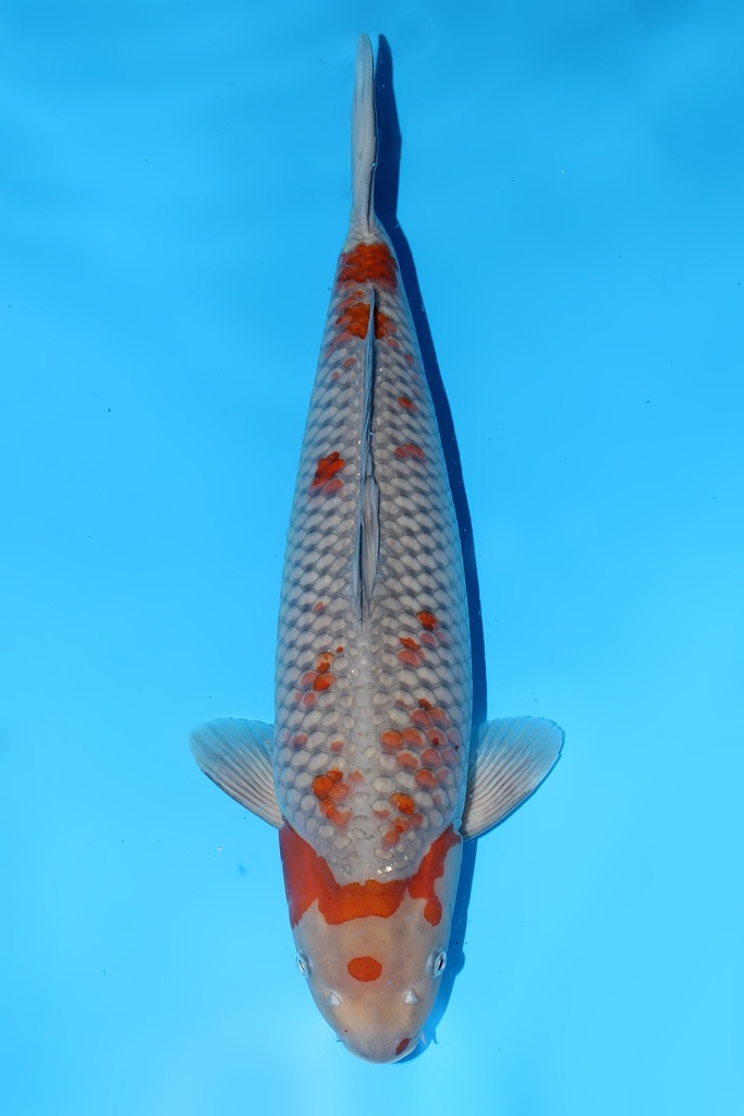 清十郎产 落叶 三才 57cm 雌性 344039