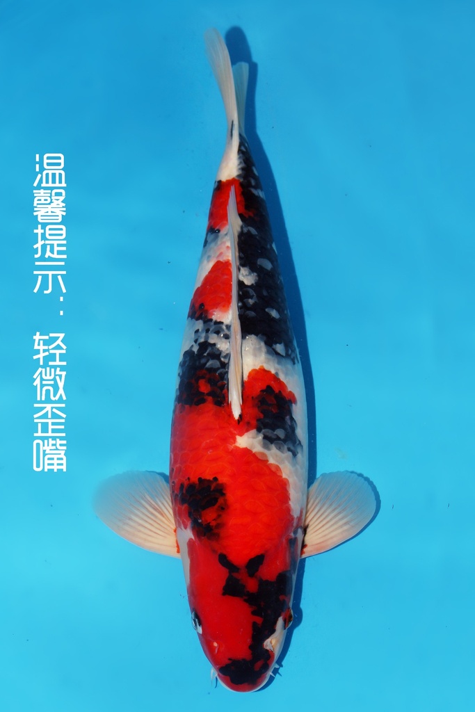 大日产 昭和 二才 56cm 雄性 344036