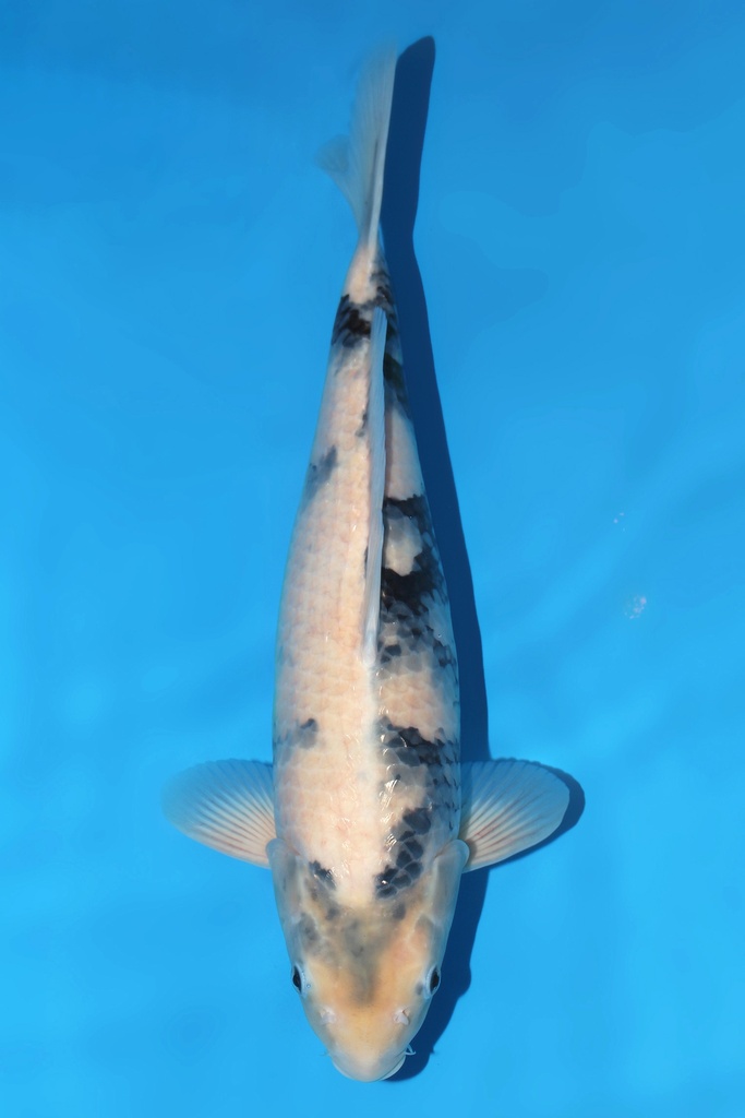 面迫产 白写 三才 48cm 雌性 344030