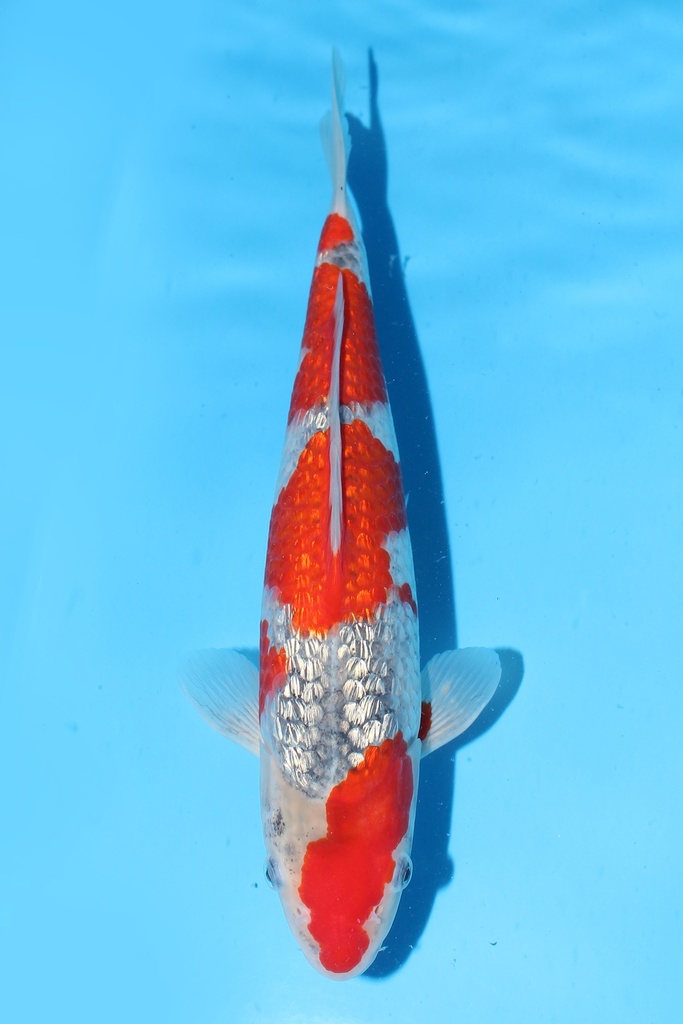 川上产 银鳞五色 二才 32cm 雌性 344057