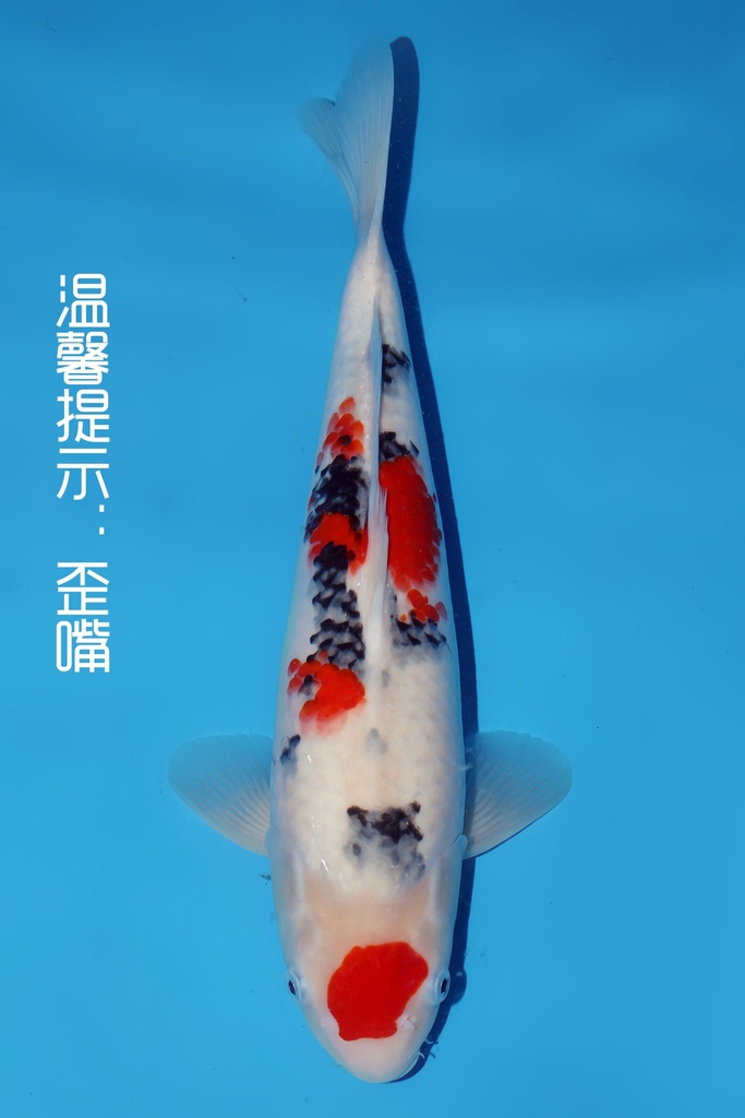 阪井产 大正 二才 44cm 雌性 344069