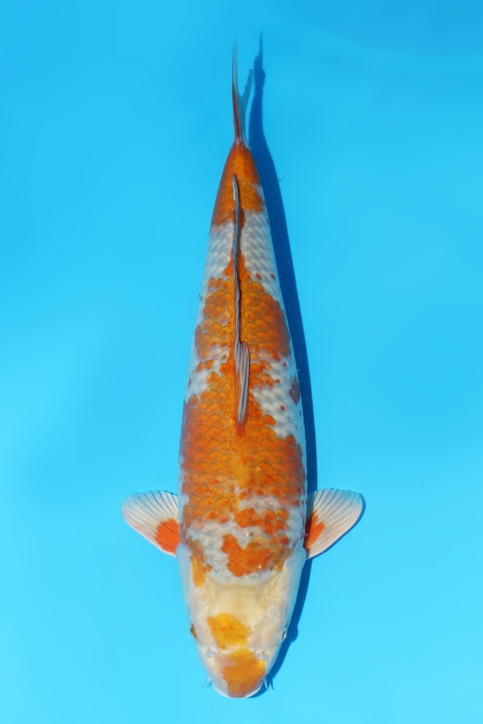 桃太郎 落叶 二才 52cm 雄性 344061