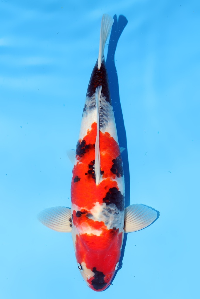 大日产 昭和 二才 51cm 雄性 344062