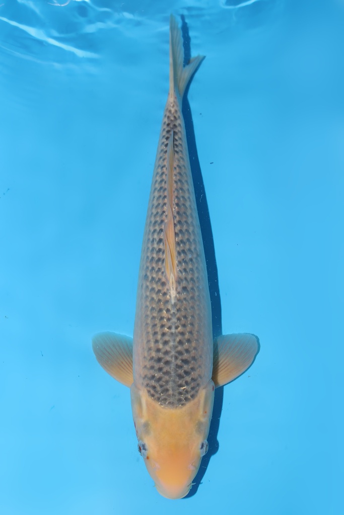 尾形产 浅黄 二才  45cm 雌性 344060