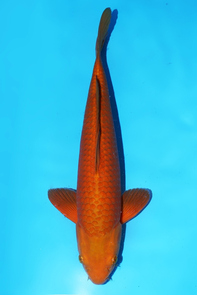 尾形产 茶鲤 二才 45cm 雄性 344071