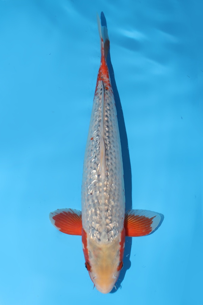 尾形产 银鳞浅黄 二才  43cm 母鱼 344068