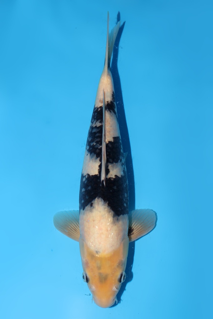 尾形产 白写 二才 39cm 雌性 344063