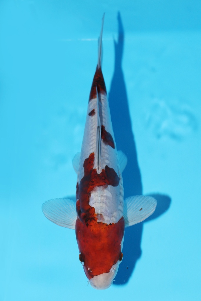 菅野产 德系落叶 当才 26cm 公母不明 344071