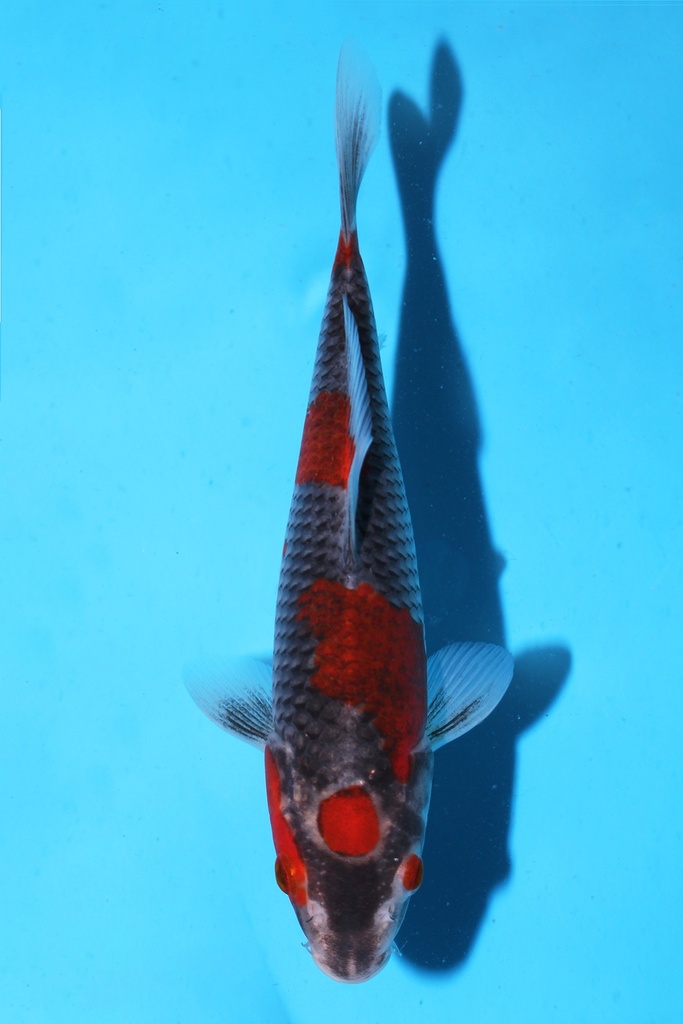 菅野产 德系昭和 当才 18cm 公母不明 344077