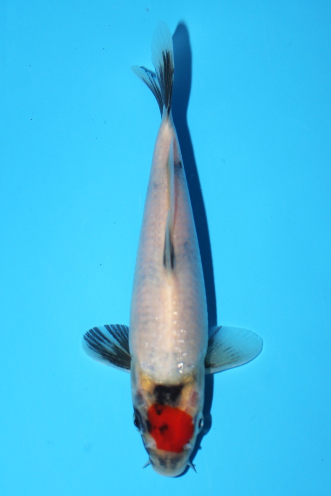 谷口产 丹顶昭和 当才 17cm 公母不明 344065