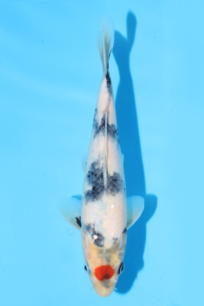 尾形产 丹顶昭和 当才 22cm 公母不明 344081