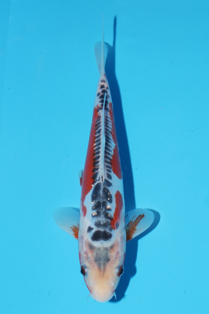 田中产 秋翠 当才 22cm 公母不明 344083