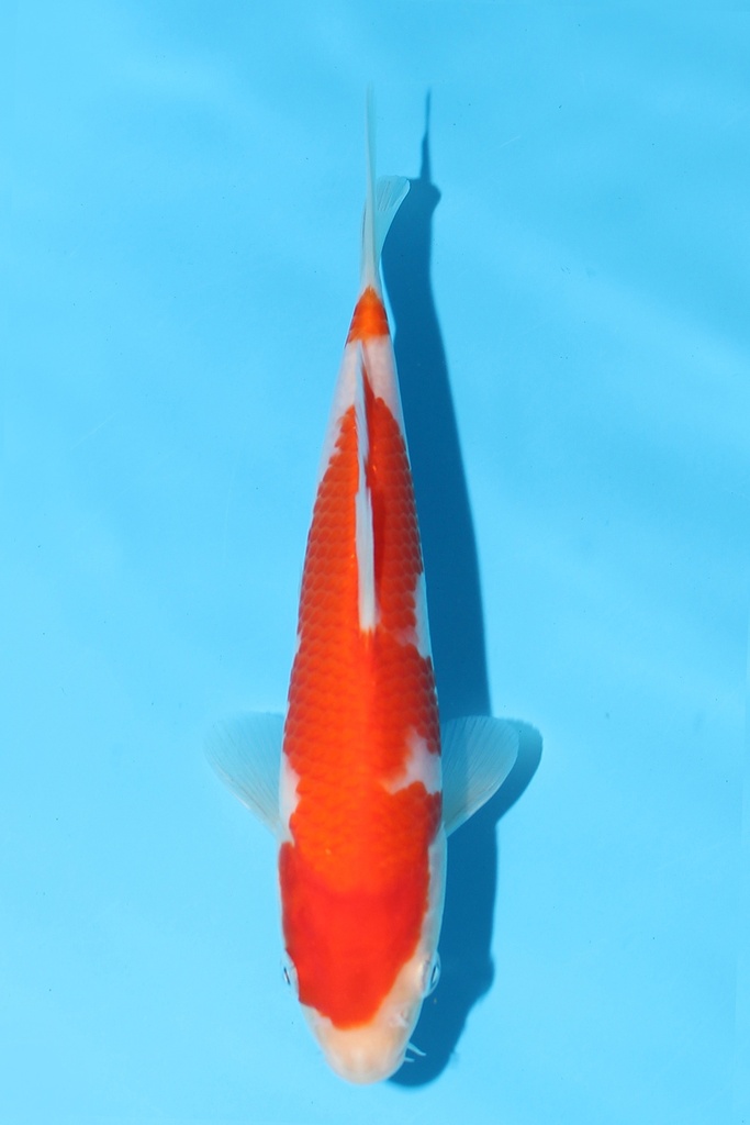 阪井产 红白 当才 19cm 公母不明 344088