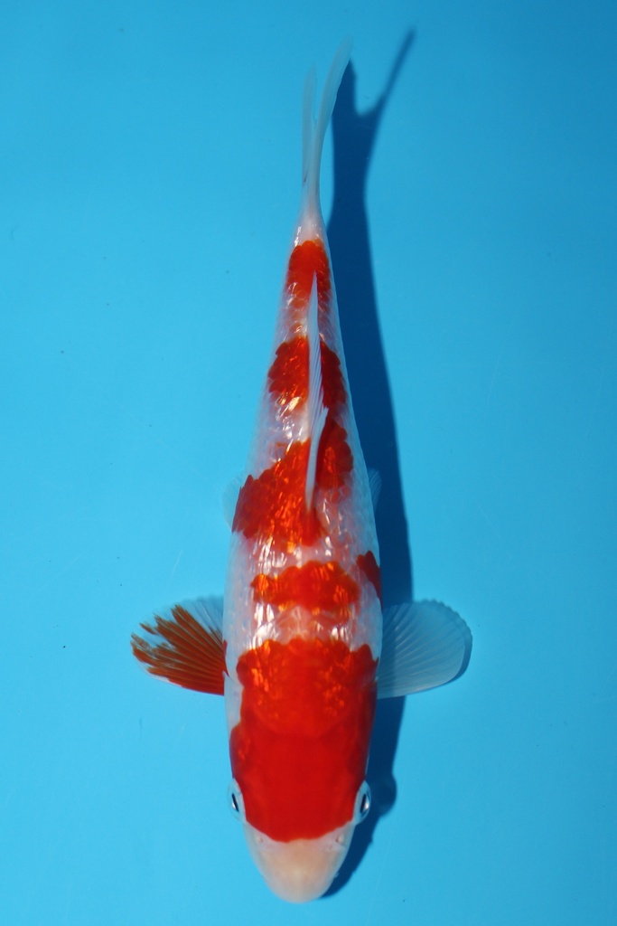 谷口产 银鳞红白 当才 18cm 公母不明 344089