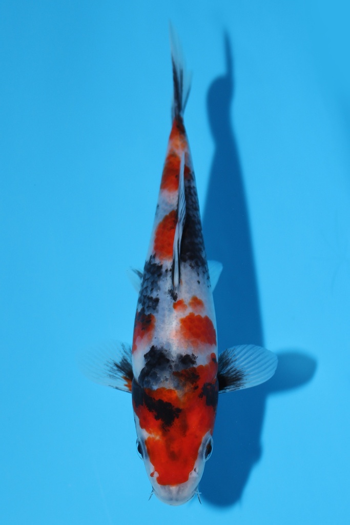 清十郎产 昭和 当才 17cm 公母不明 344090