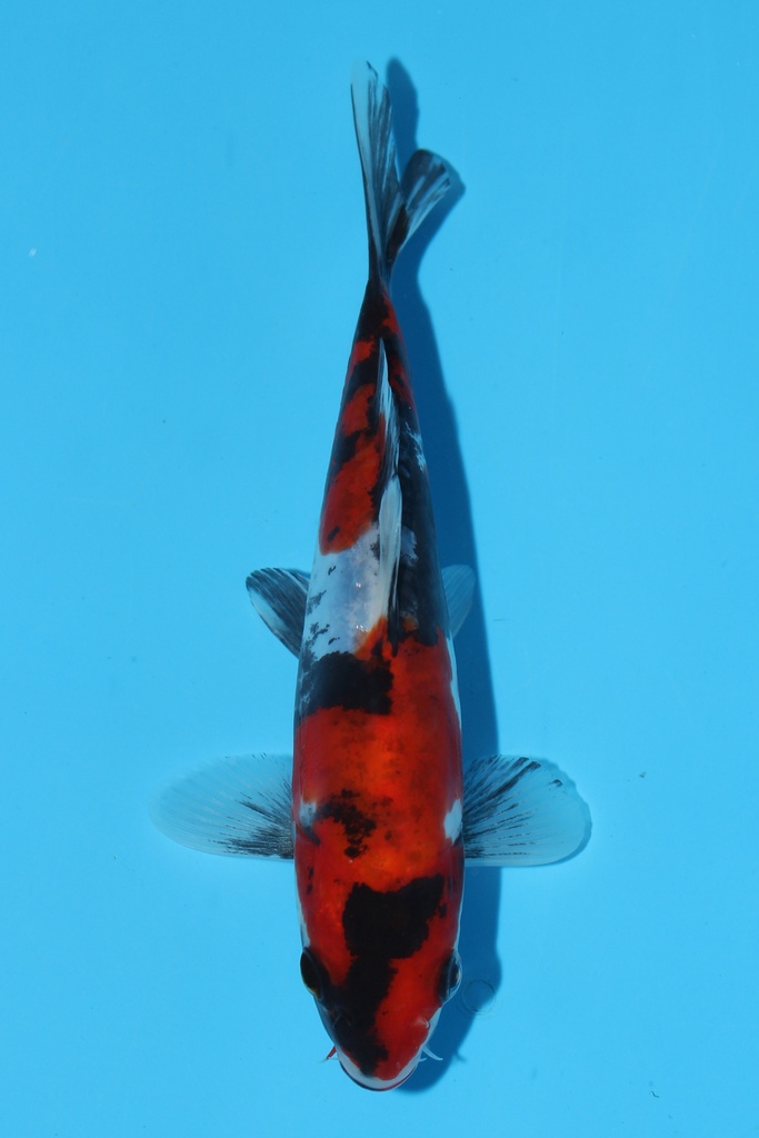 菅野产 德系昭和 当才 17cm 公母不明 344092