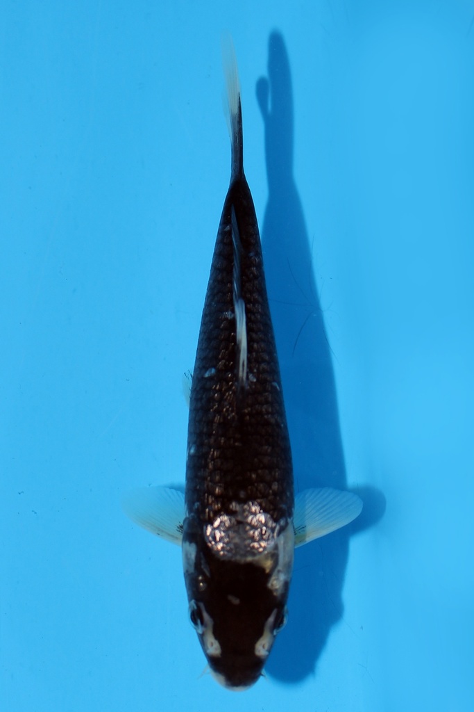 尾形产 变种鲤 当才 16cm 公母不明 344094