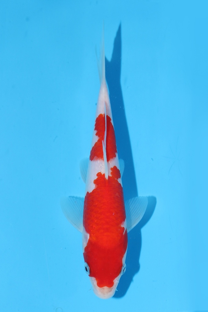 尾形产 红白 当才 21cm 公母不明 344087