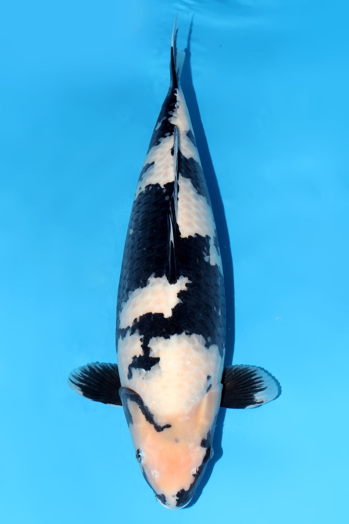 尾形产 白写 三才 雌性 64cm 345002