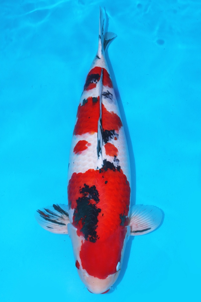 尾形产 大正 三才 71cm 雌性 345001