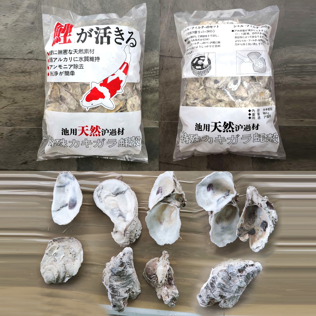 蚝壳 7kg 运费自理
