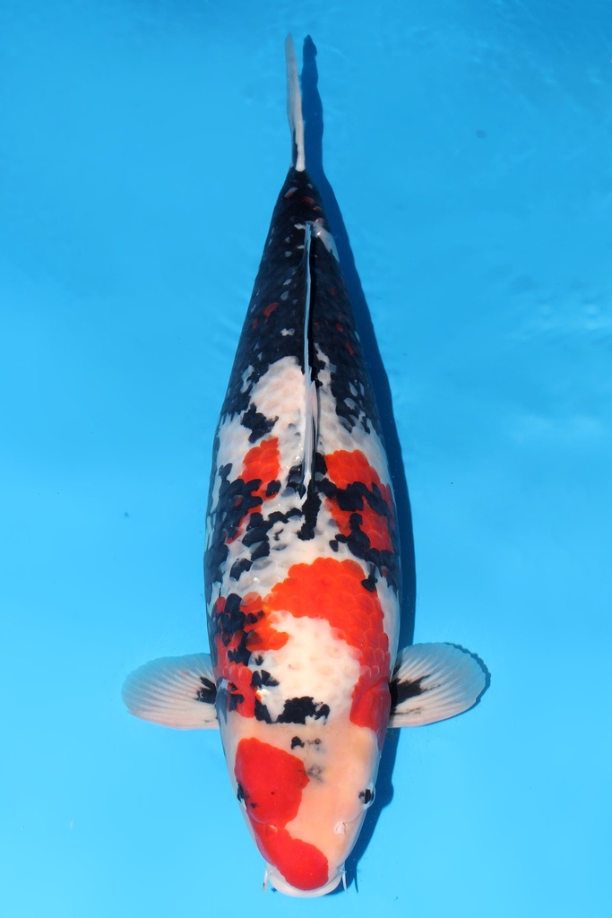 尾形产 昭和 三才 雌性 69cm 345006